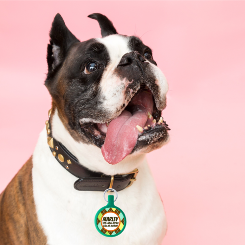 Argyle Ecoplastic Pet ID Tag- Choose from many colors.